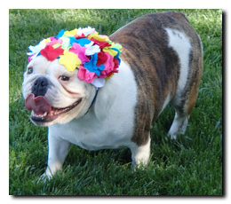 Where our dog guests stay!