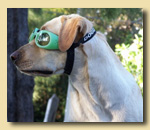 Guests relax with the family at One Day Dog.