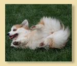 Steve scoops the family dogs.