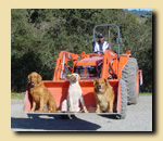 Steve scoops the family dogs.