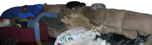 How many dogs can YOU find on the sofa?